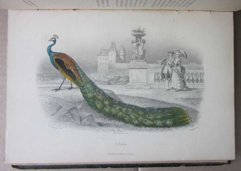 [RETIRADO] Júlio de Mattos - HISTÓRIA NATURAL ILLUSTRADA