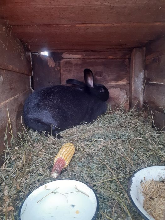 Продам кролицу породы черный великан
