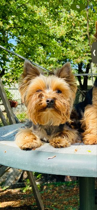 Даю йорчика  міні на злучку мав хороших гарних діток