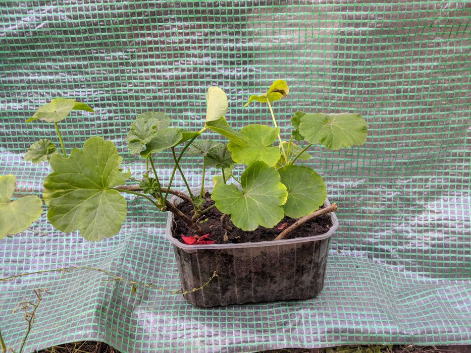 Герань пеларгонія калачики кімнатні рослини