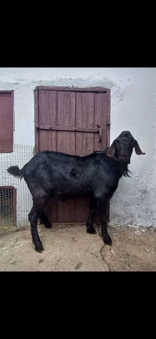 Продам англо-нубійського козла!