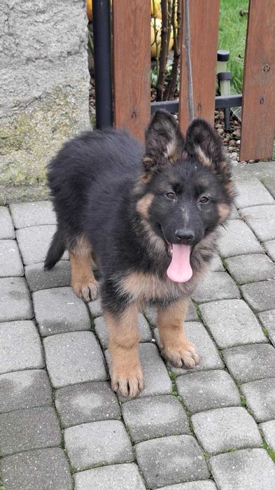 Owczarek niemiecki długowłosy sunia