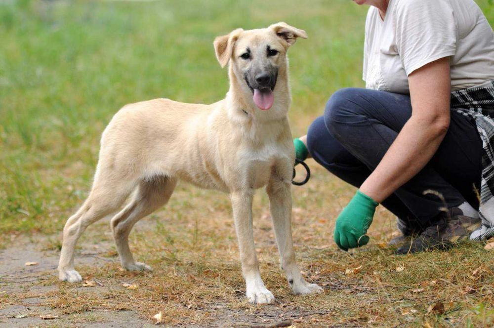 Дюна, собачка девочка 8 мес., кроткая как солнце, щенок