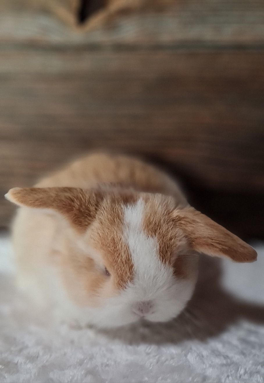 Króliczek Mini Lop Królik Baranek Miniaturka Zarejestrowana Hodowla