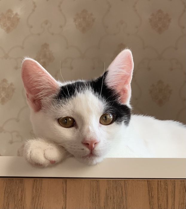 Котик кіт кошеня хлопчик чорно-білий шукає дім родину сім'ю