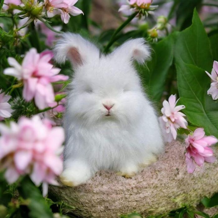 Królik Angora York miniaturka