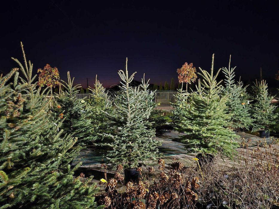 Choinki świąteczne Świerk w donicach 20-35L dostawa Świętokrzyskie HIT