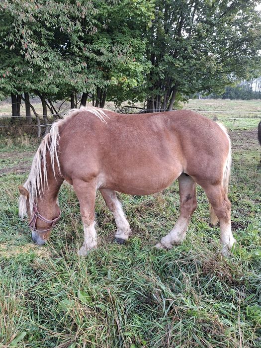 Sprzedam klacz zimnokrwistom