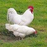 Ovos de galinha Leghorn