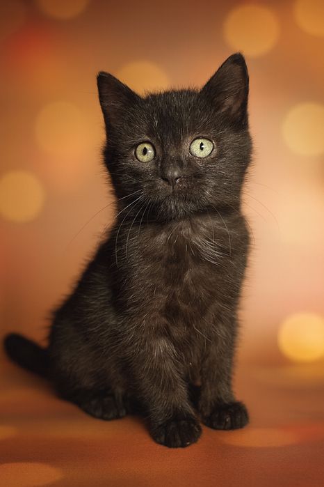 Кошенятко в добрі руки