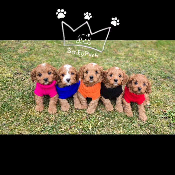 OSTATNIA Suczka Cavapoo cavadoodle pudel toy  red badania paszport wy