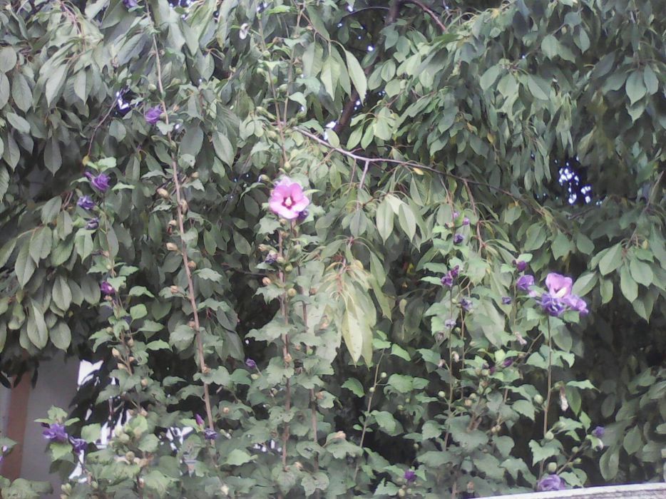 Часник Рокамболь, саженцы гибискуса, древовидной черники (ирга)