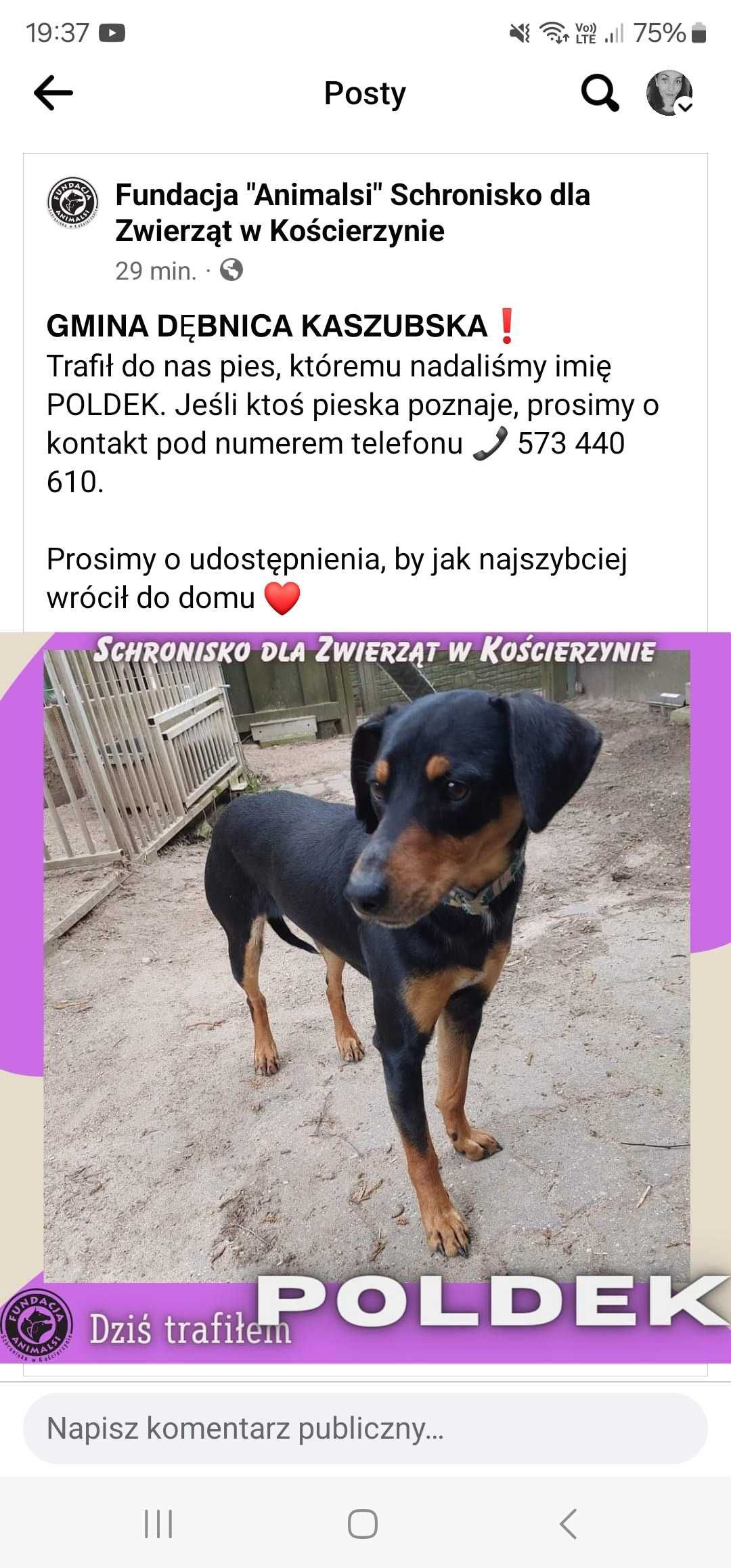 Piesek znaleziony w gminie dębnica kaszubska