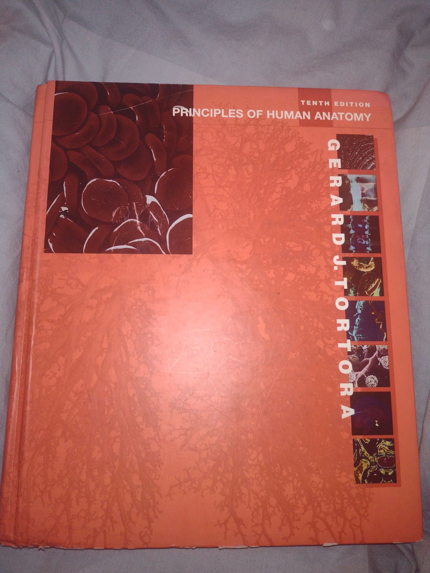 Principles of human anatomy by Gerard J Tortora tenth edition