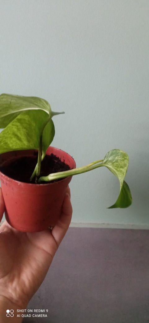 Epipremnum Marble Queen