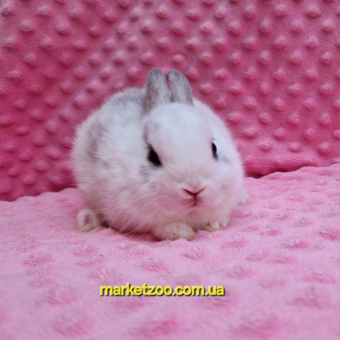 Карликовий мини кролик нидерландский мальчик бельій пятнистьій