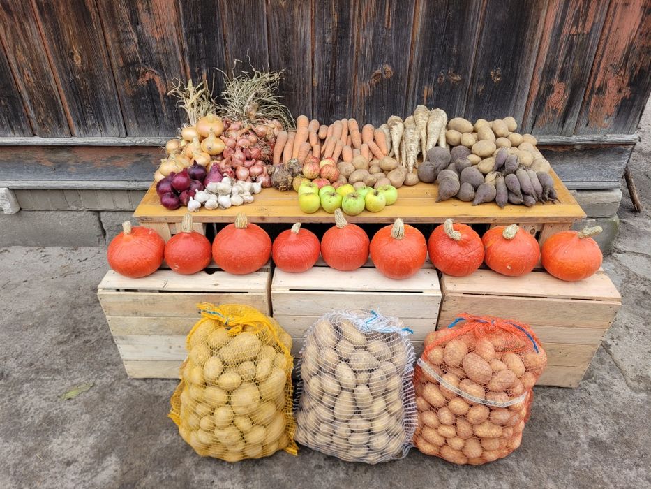 Warzywa ziemniak marchew pietruszka cebula burak seler por dynia