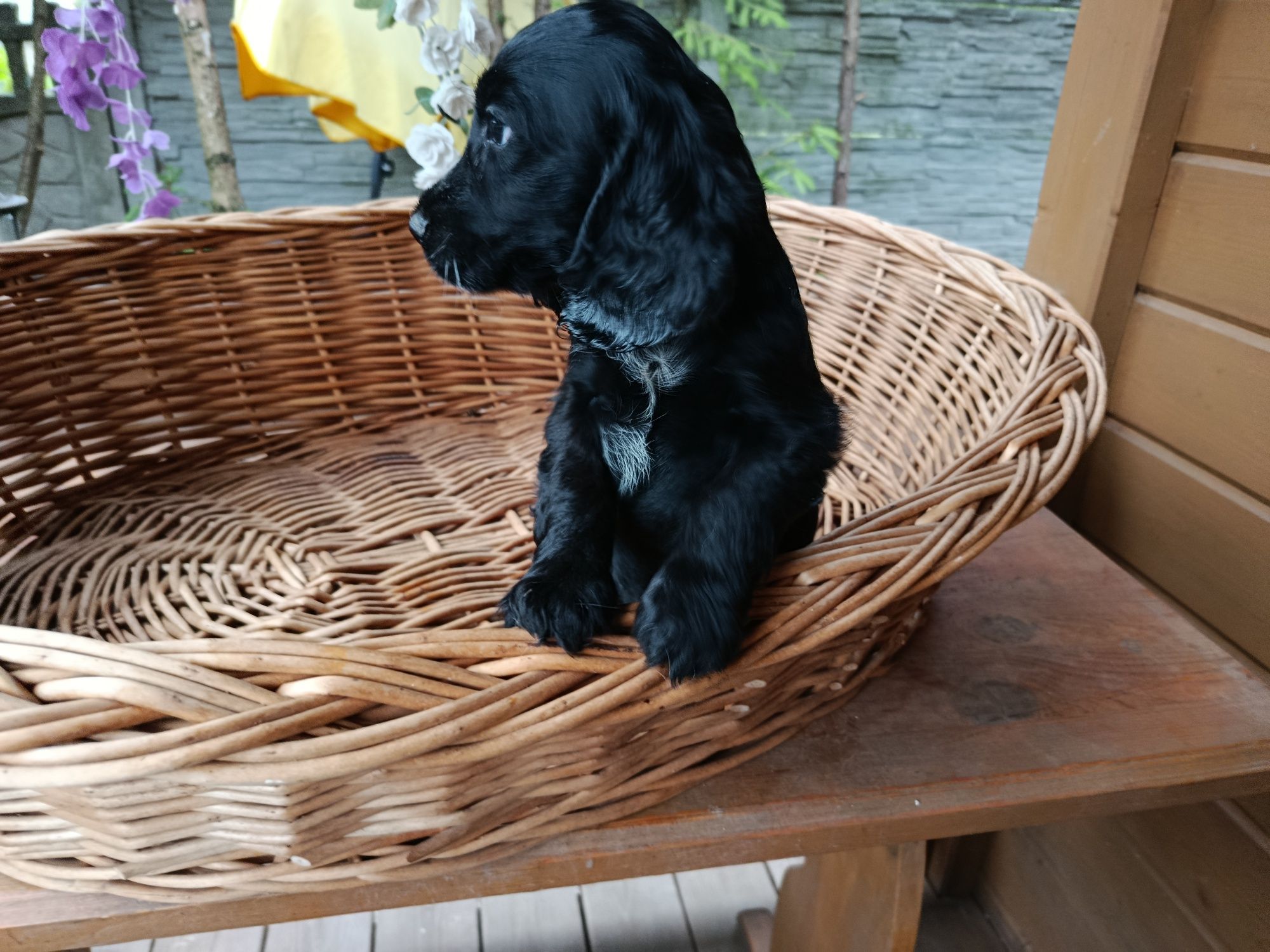 Cocker spaniel angielski Piesek Rodowód