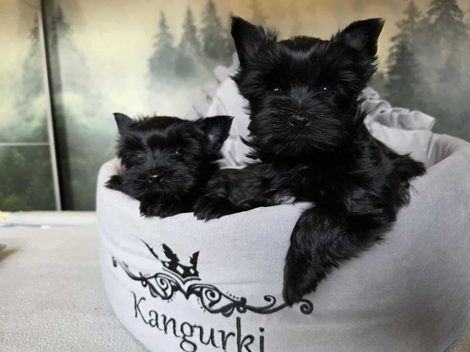 York Yorkshire Terrier Black śliczny czarny chlopak
