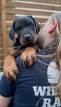 Doberman FCI/ ZKwP