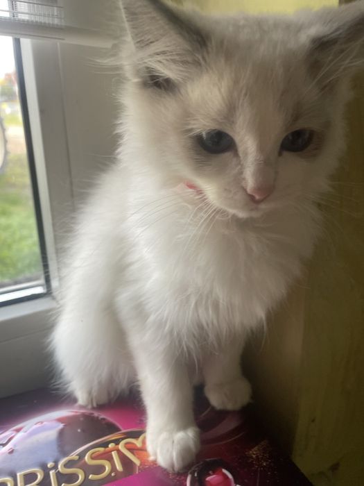 Kocurek ragdoll FPL  kot  cudny kotka