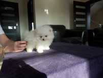 Szpic miniaturowy pomeranian mini SUNIA  biały misio
