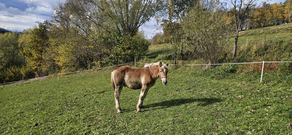 Ogierek Zimnokrwisty