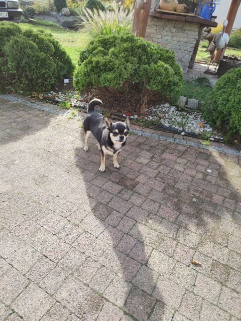 Cudny Piesek Chihuahua PRAWEM HODOWLANYM