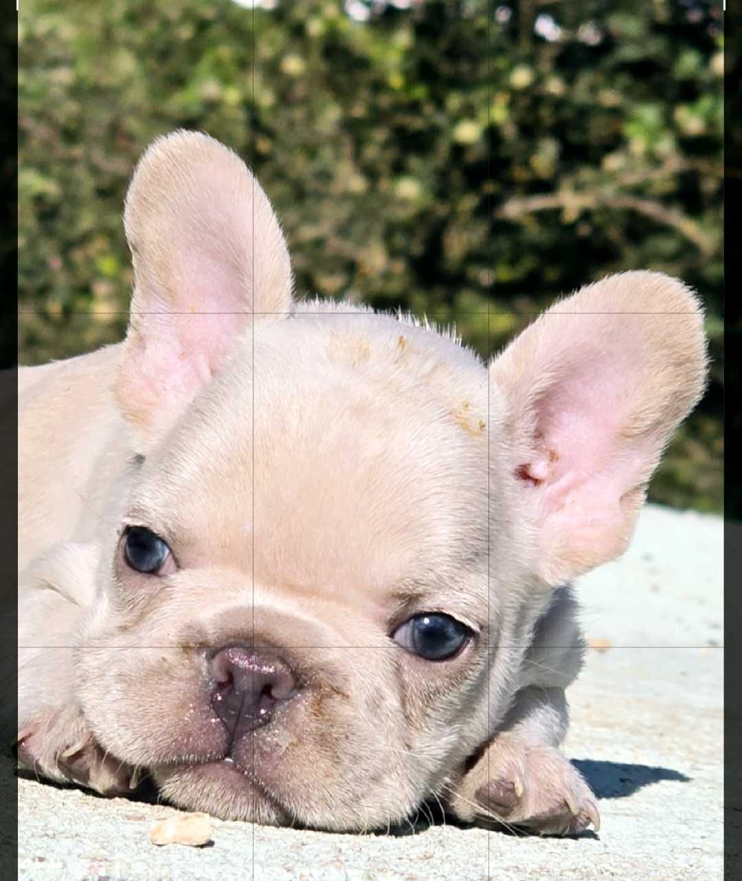 Bulldog francês  Macho cor Blue And Tan Platinum