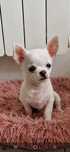Chihuahua mini piesek