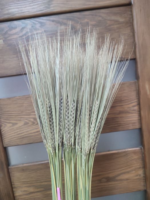 Колоски/злаки /сухоцвіти