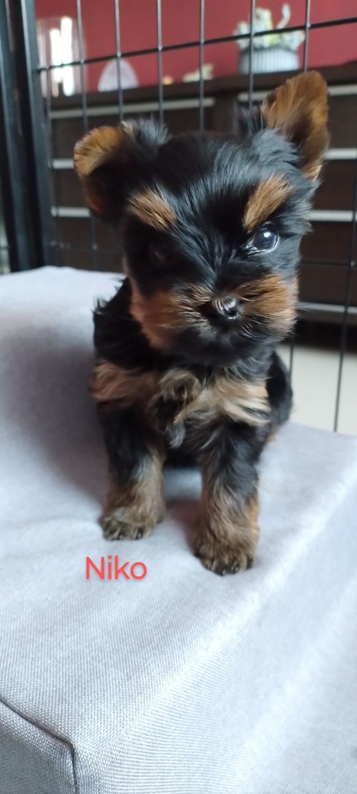Yorkshire terrier piesek Niko