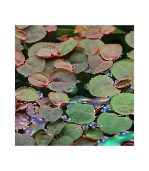 Phyllanthus fluitans, esponja flutuante – Planta aquática