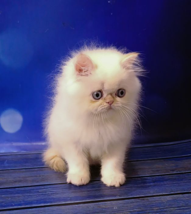 Персидский малыш