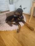 Doberman pies szczenię suczka z rodowodem 2,5 miesiąca