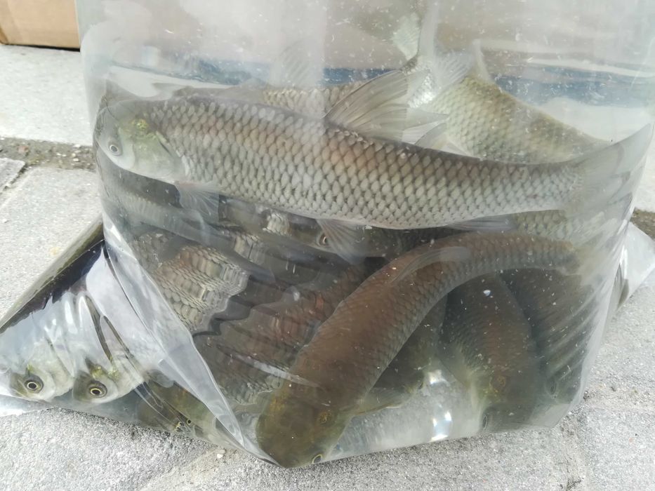 amury ( czyściciele)