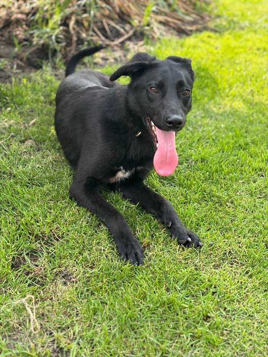 Przyjacielski 1,5roczny  psiak szuka domu adoptuj
