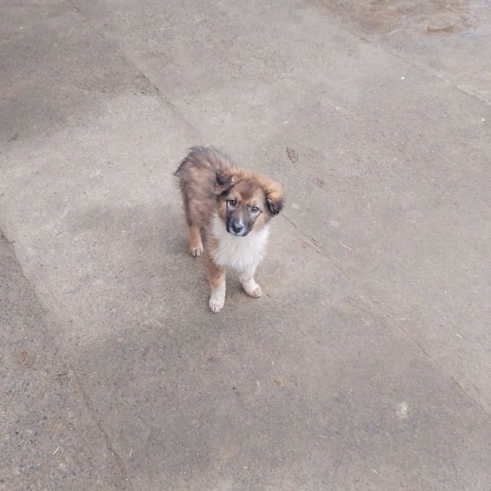 Віддам безкоштовно три дівчинки