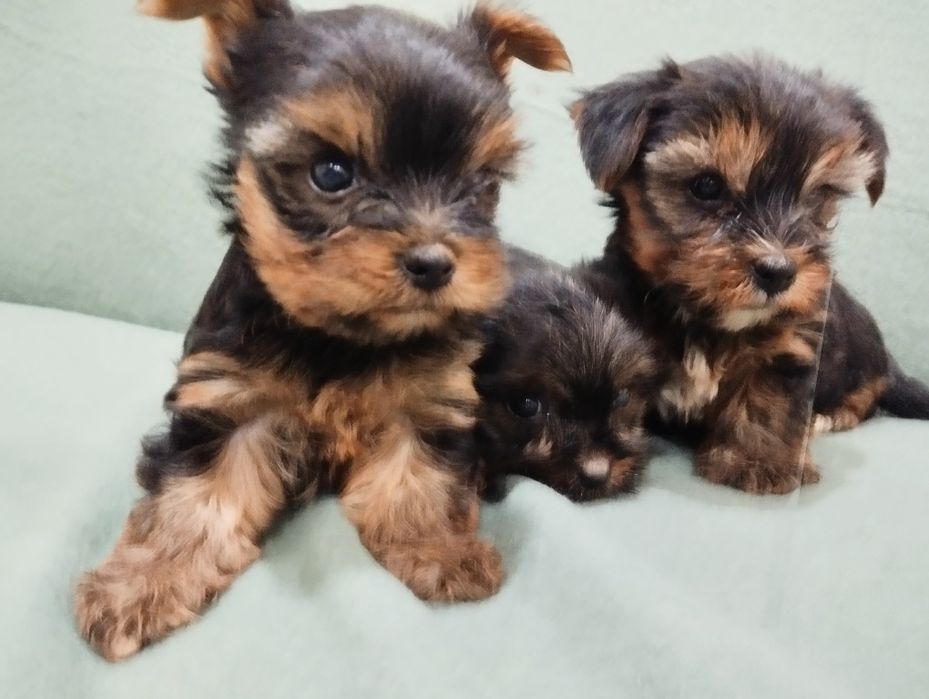 Sprzedam szczenię York Terrier
