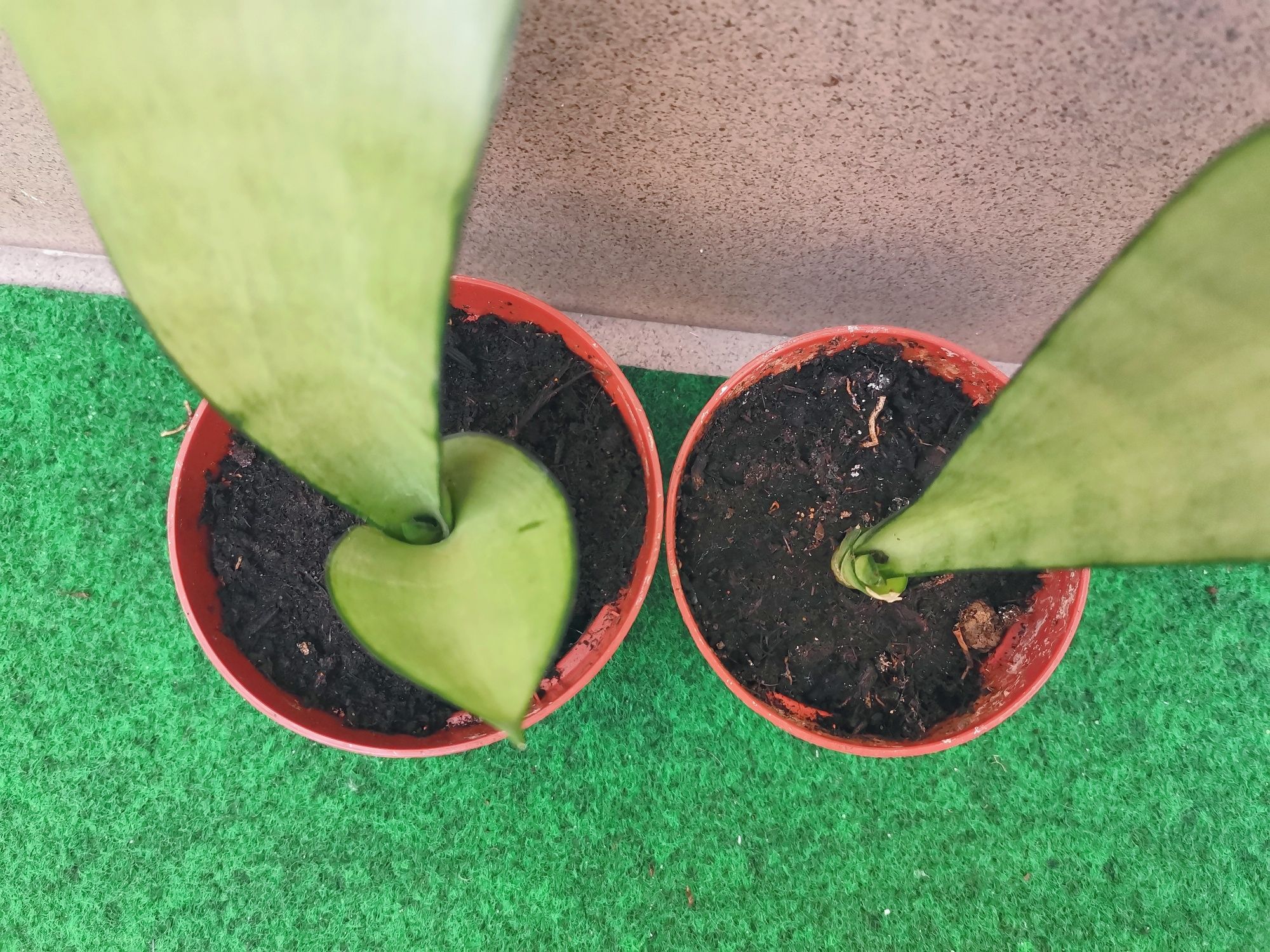 Sanseveria Trifasciata Moonshine sadzonki bejbiki w doniczce wężownica