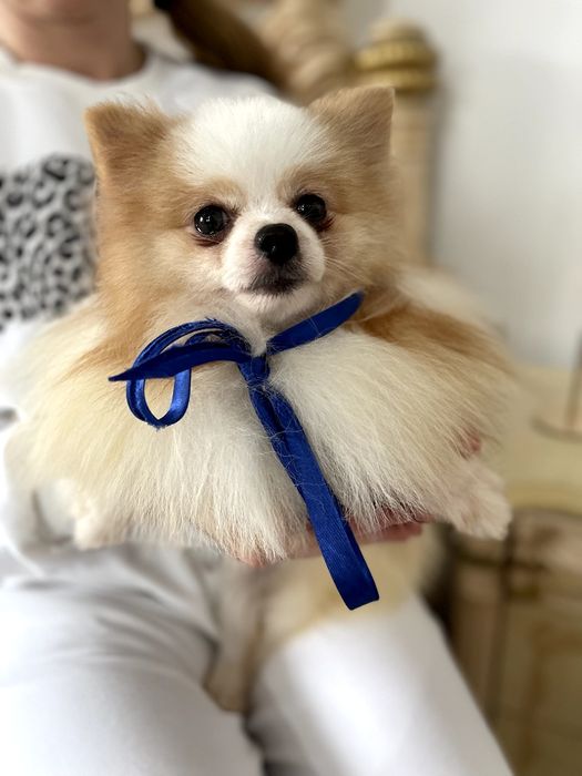 Померанські шпіци — Пухнасті принци хочуть до вас