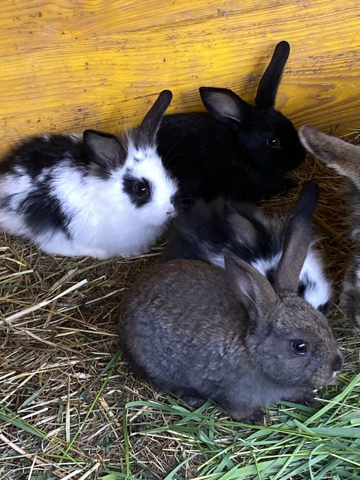 Sprzedam kroliczki
