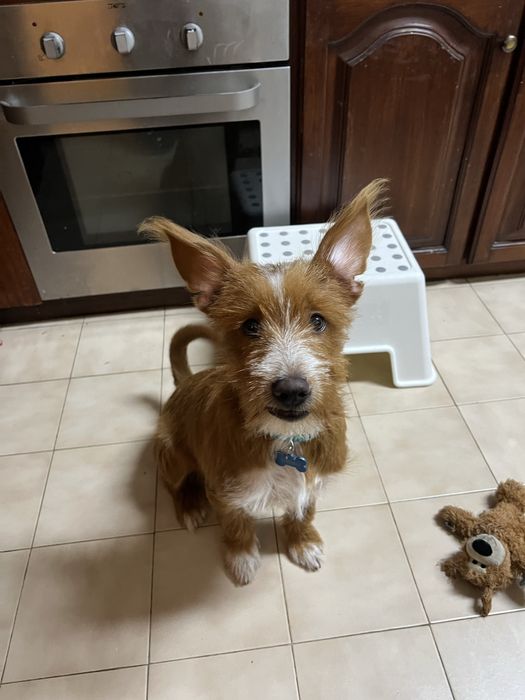 Cachorro para adoção