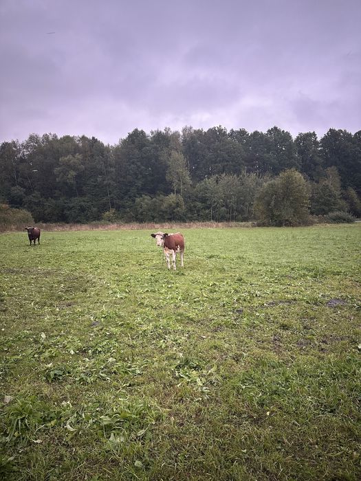 Sprzedam Jałówke około 400 kg