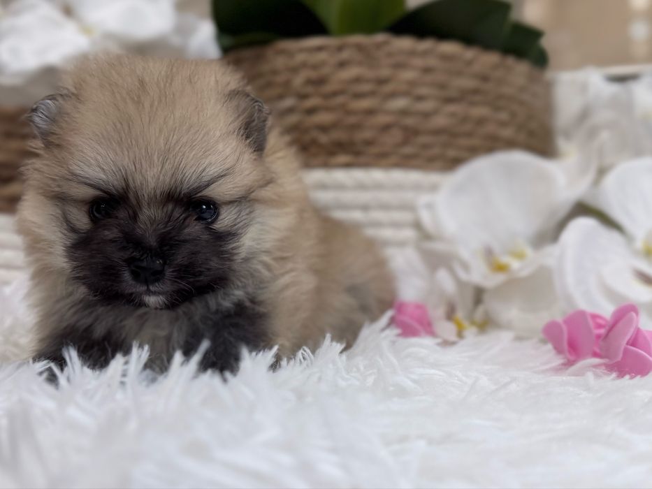 Szpic miniaturowy pomeranian, suczka, orange sable.