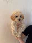 Bichpoo, pochoon pies gotowy do odbioru, Pudel, bichon frise