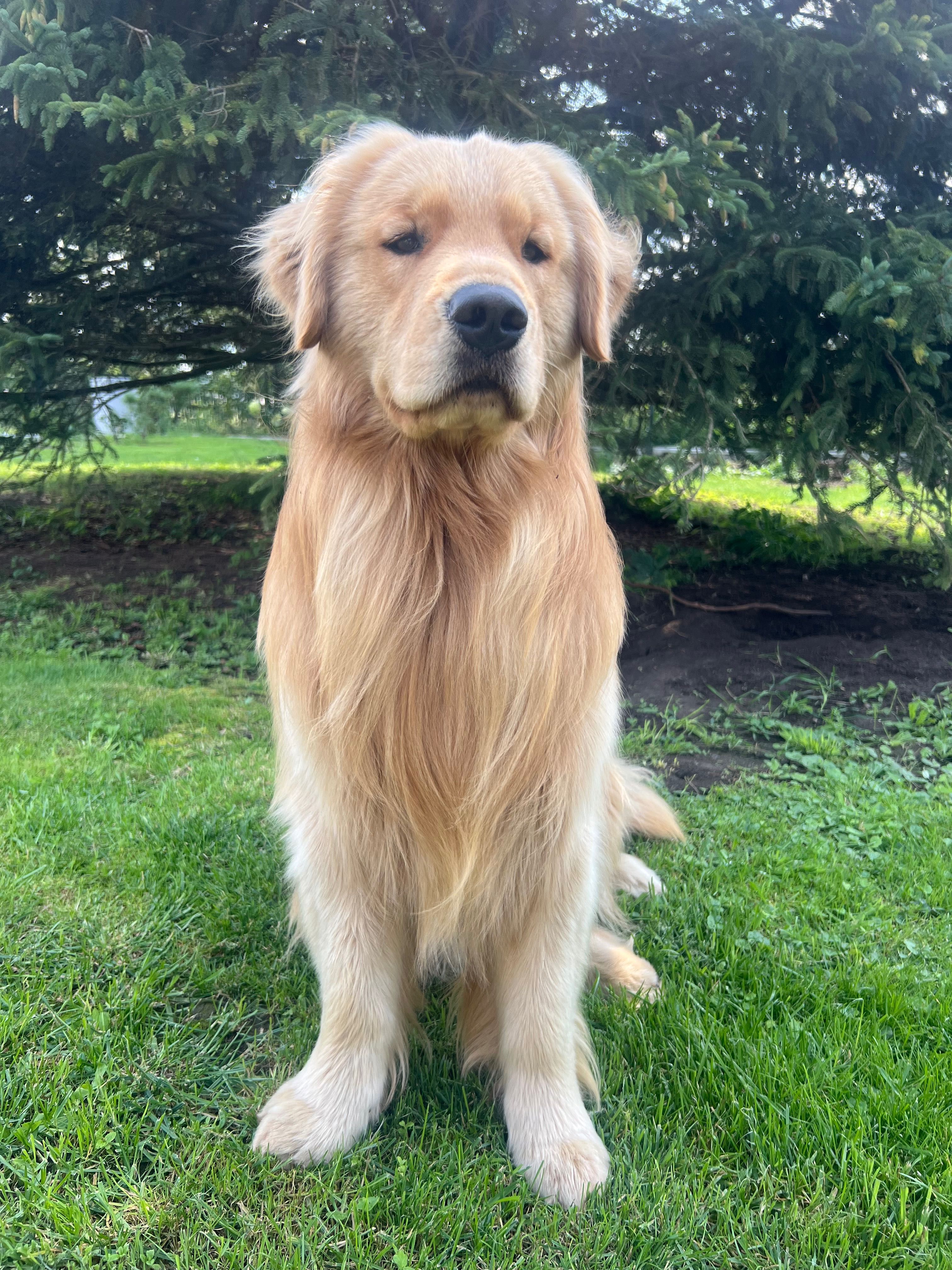 Reproduktor Golden Retriever FCI ZkwP Linia Amerykańska