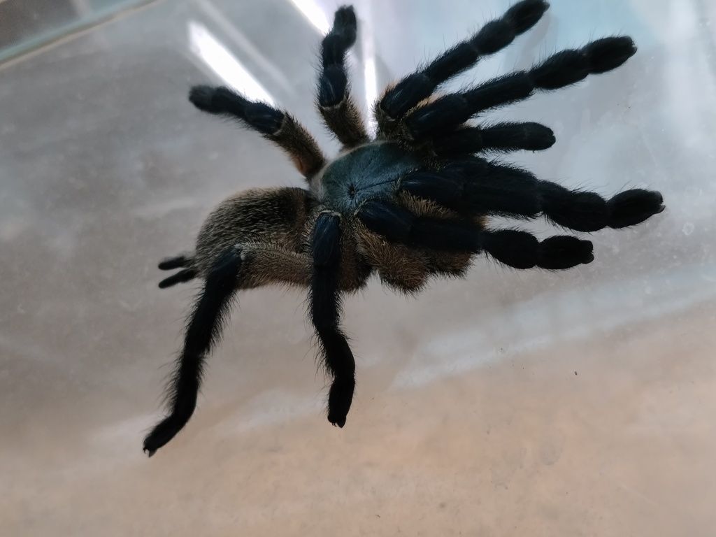 Monocentropus balfouri
Pająk