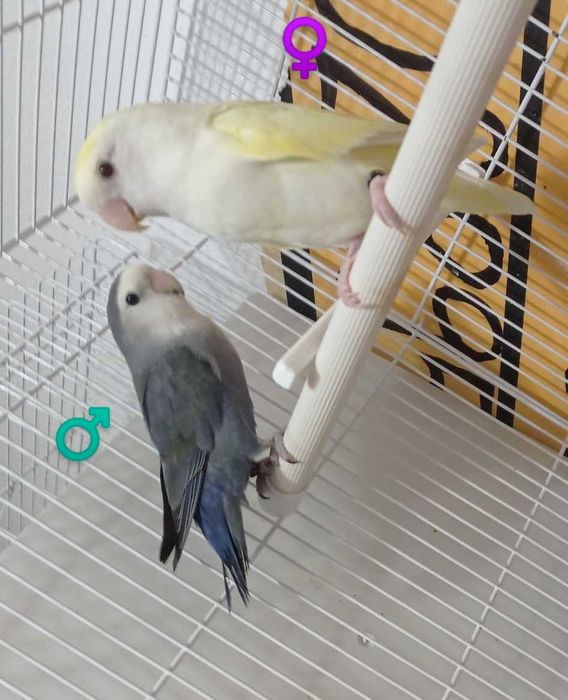 Agapornis Roseicollis diversos