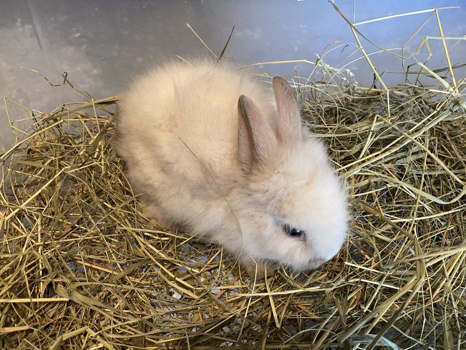 Декоративные львиноголовые кролики